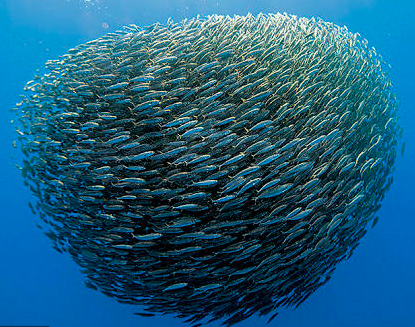 Les Sardines, puisque elles nagent en mer ouverte, ne connaissent pas de  frontières. - Antonella Verdiani